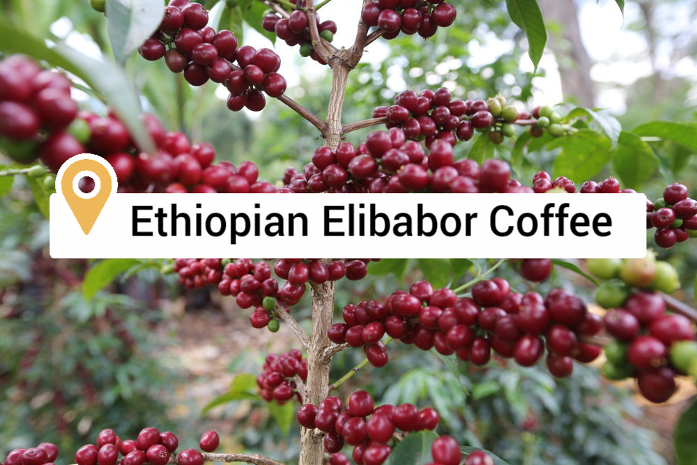 Ethiopian roasted coffee beans